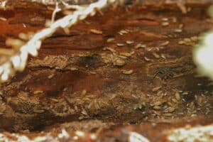 Close-up of dampwood termites (Neotermes castaneus) on decaying wood, common in South Florida's humid environments