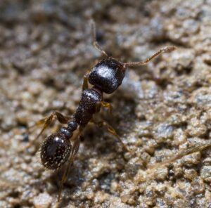 Close-up of a pavement ant in South Florida, showcasing its segmented body and antennae