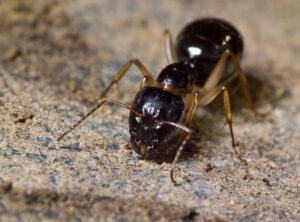 Pale-legged sugar ant (Camponotus cf. claripes) major worker under a rock in Mount Wellington, Tasmania.