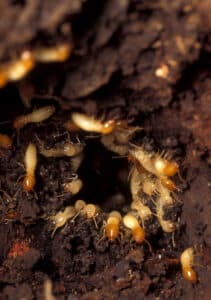 Formosan termite soldier and worker side-by-side on wood – used to identify termite infestations in South Florida