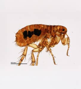 Microscopic view of a flea (Aphaniptera), showing body structure of this blood-feeding pest common in South Florida homes