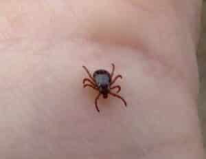 American Dog Tick on a palm, ticks control south florida