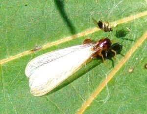 Asian subterranean termites South Florida