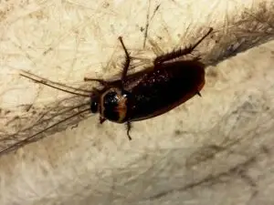 Riviera beach - Bi-monthly Pest Control - Roach