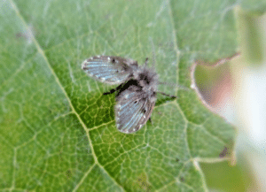 Drain fly (moth fly) close-up showing fuzzy wings and moth-like body shape