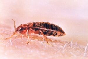 A left lateral view of a common bed bug, Cimex lectularius. Original image sourced from US Government department: Public Health Image Library, Centers for Disease Control and Prevention. Under US law this image is copyright free, please credit the government department whenever you can.