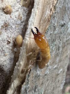 Dampwood Termites