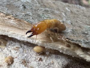 Dampwood Termites